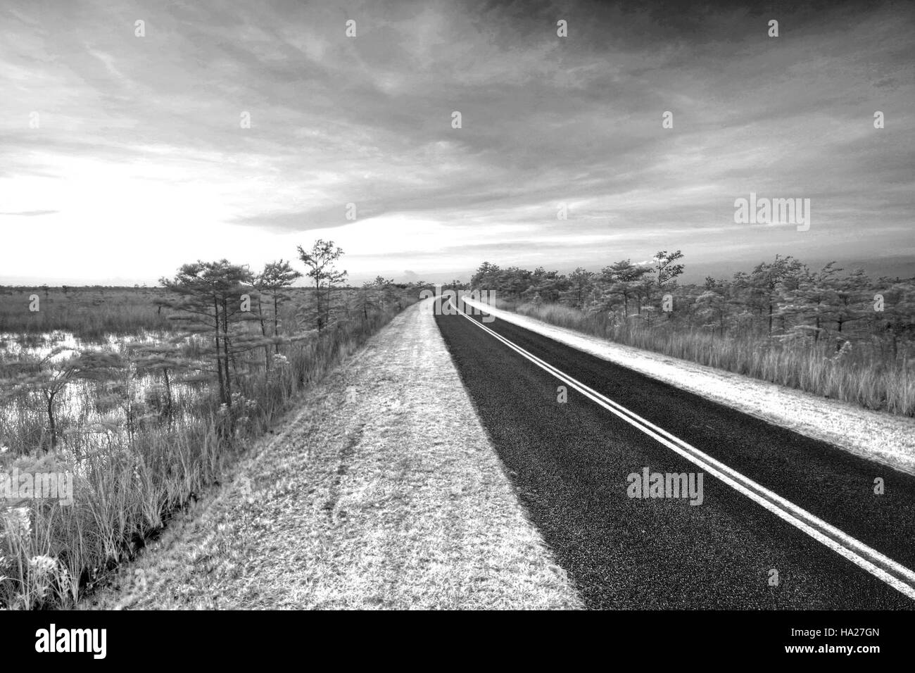 Ein grauer Horizont über dem Everglades-Nationalpark fängt die einzigartigen Feuchtgebiete, die vielfältige Tierwelt und das reiche Ökosystem des Parks ein. Stockfoto