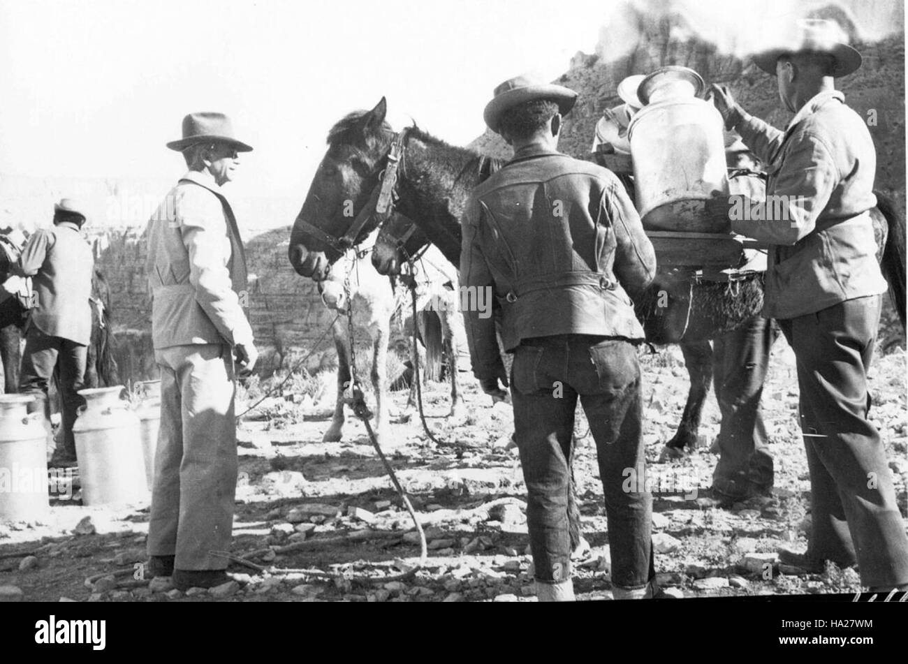 Der historische Forellenbesatz am Havasu Creek von 1948 war ein wichtiges Kapitel im Fischereimanagement-Programm des Grand Canyon National Park, das dazu beitrug, ein ausgewogenes aquatisches Ökosystem in der Region zu schaffen. Stockfoto