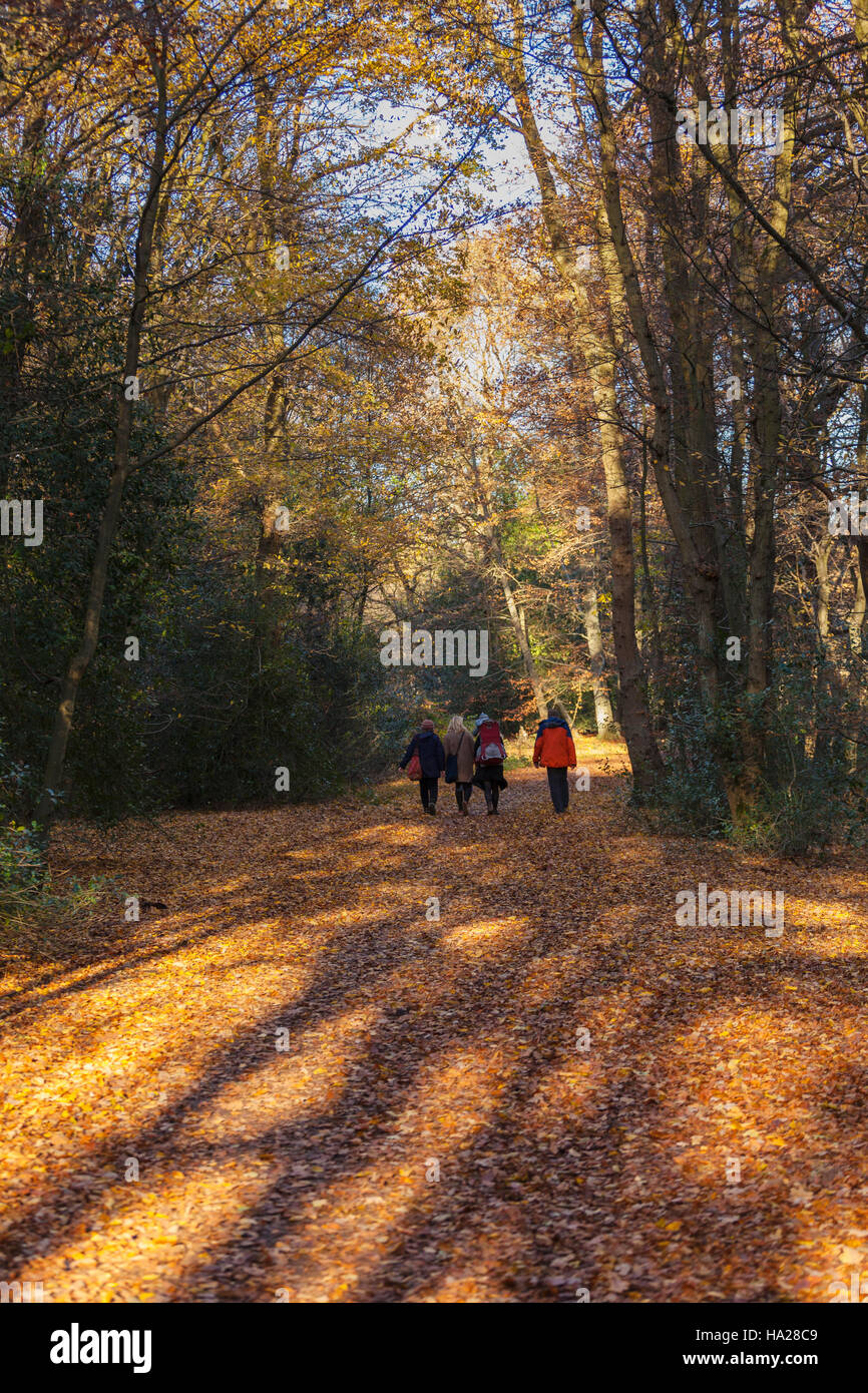 Familie mit Kleinkind zu Fuß durch Epping Forest Stockfoto