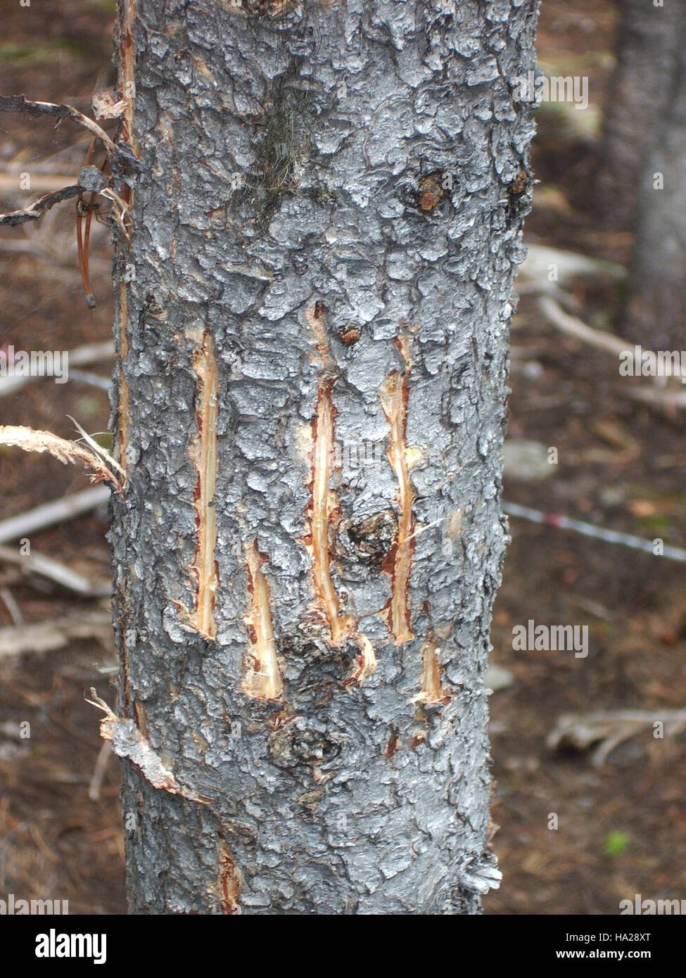 Grizzlybärenspuren sind auf einem Baum in der Nähe einer Haarnackstation im Rahmen des Northern Divide Grizzly Bear Project zu sehen. Diese Forschungsinitiative zielt darauf ab, die Grizzlybärpopulationen in der Region zu verfolgen und zu überwachen, um ihren Schutz und ihre Erhaltung zu gewährleisten. Stockfoto