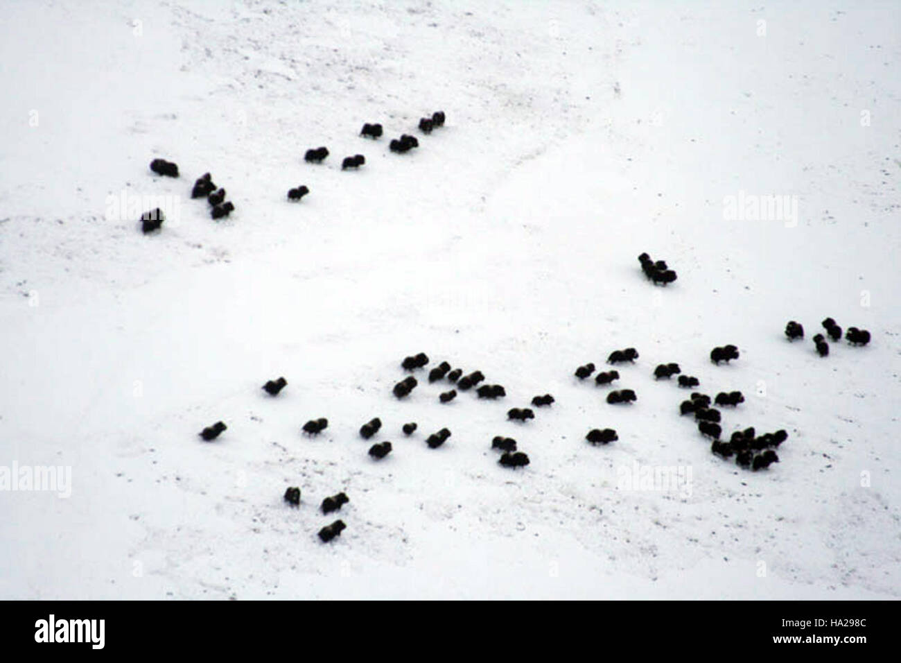 Bering Land bridge 4304757235 Gathering Moschusochsen Stockfoto