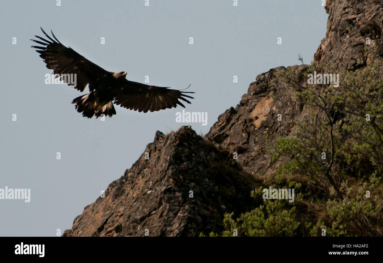 Ein Goldener Adler, der über den Denali-Nationalpark in Alaska schwingt. Dieser Nationalpark ist bekannt für sein zerklüftetes Gelände und die vielfältige Tierwelt, einschließlich Raubvögeln wie dem Goldenen Adler. Stockfoto