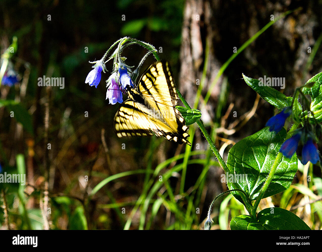 Ein Schmetterling zwischen Glockenblumen, typisch für die Ruhe und Harmonie, die man in natürlichen Umgebungen findet, und präsentiert die Schönheit der Natur. Stockfoto