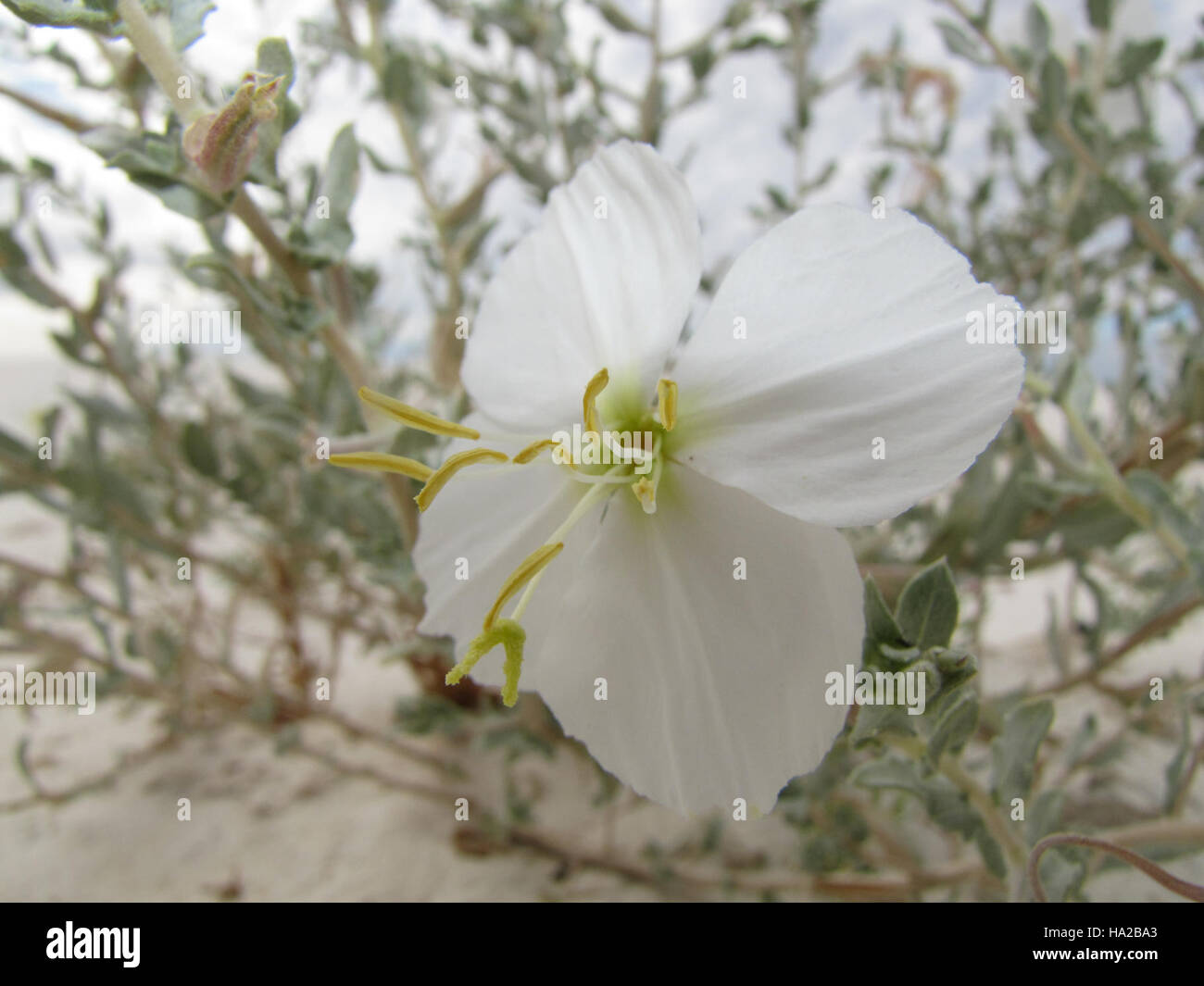 „Hartweg's Sundrops“ ist eine naturfokussierte Fotoserie des Künstlers 99952719@N02, die lebendige, sonnendurchflutete Szenen natürlicher Landschaften einfängt. Die Arbeit zeigt das Zusammenspiel von Licht und Schatten in Außenbereichen und hebt die natürliche Schönheit von sonnendurchfluteten Momenten hervor. Stockfoto