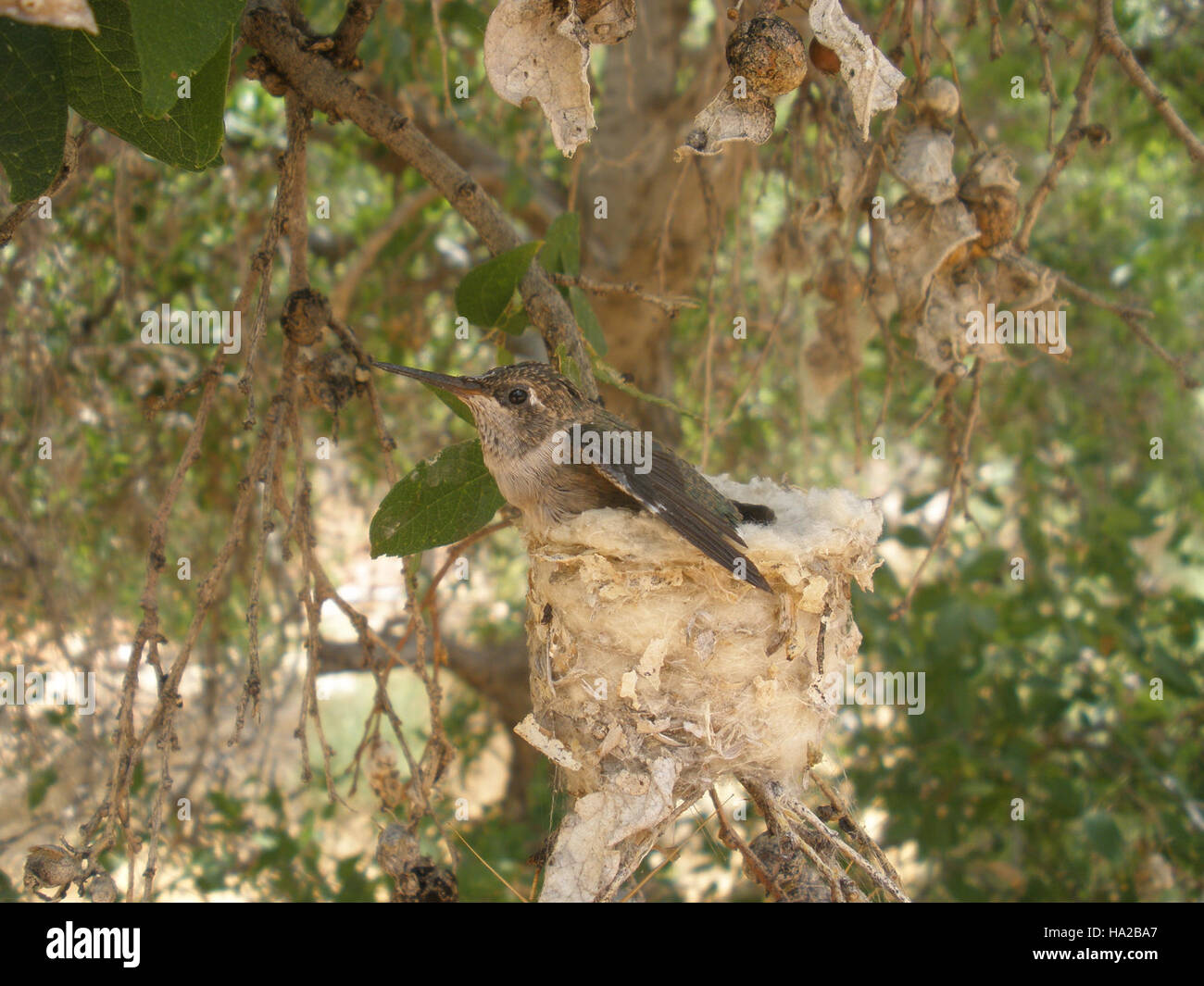 Der Schwarzkinder Kolibri (Archilochus alexandri) ist ein kleiner Vogel, der im Südwesten der Vereinigten Staaten beheimatet ist. Bekannt für seine schillernden Federn und das unverwechselbare schwarze Kinn, wird es oft in Gegenden mit reichlich Nektar-Quellen wie Blumen und Futtermitteln gesehen. Stockfoto