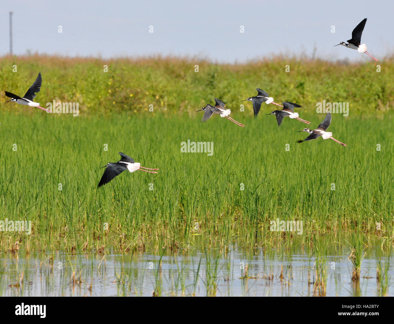Das Bild zeigt eine Schwarzhalsstelze, eine Vogelart, die in den Vereinigten Staaten vorkommt. Bekannt für seine langen Beine und sein schwarz-weißes Gefieder, ist der Schwarzhalsstelz häufig in Feuchtgebieten und Küstenregionen zu finden. Stockfoto
