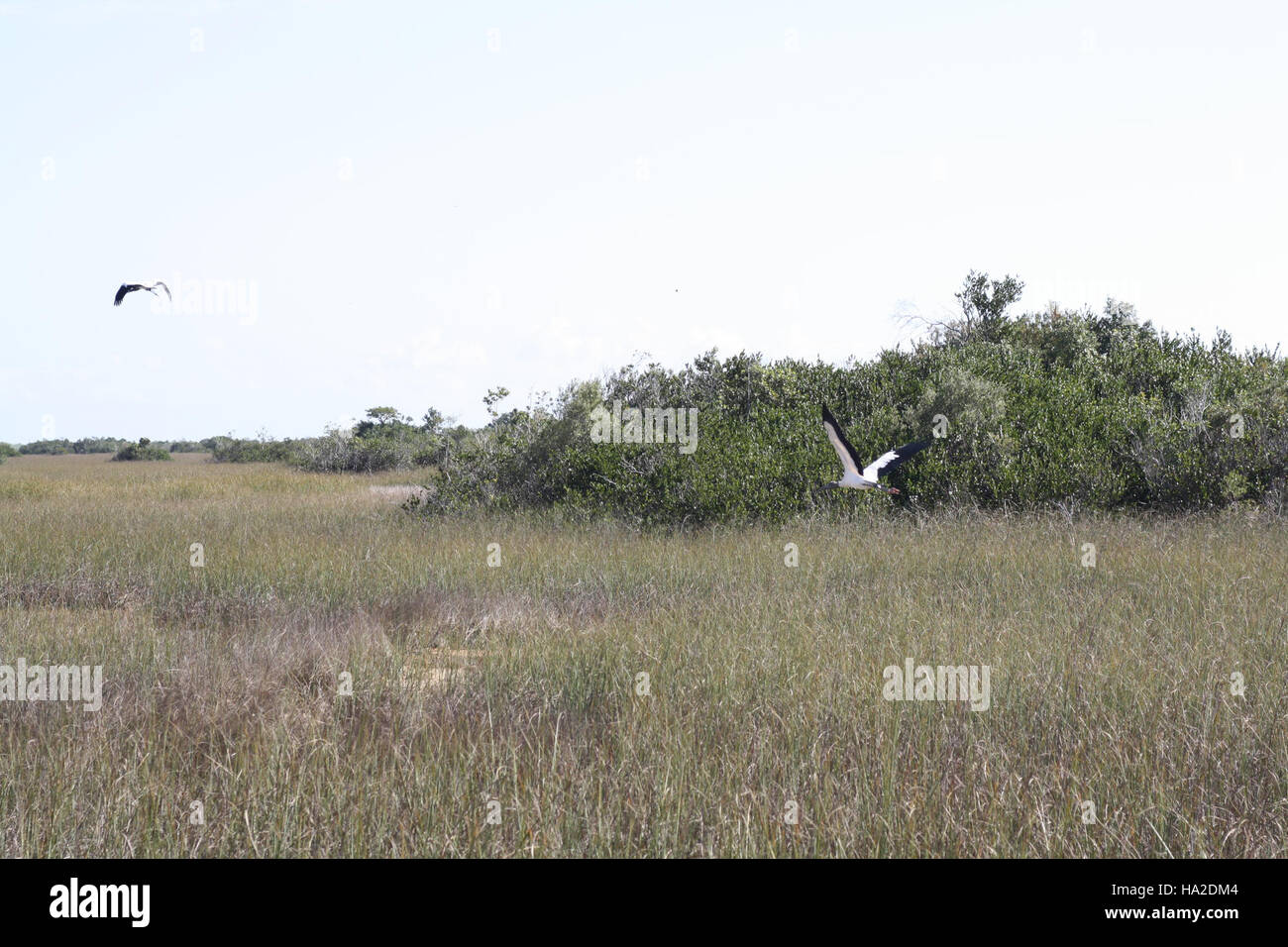 Everglades Woodstorks im Flug Stockfoto