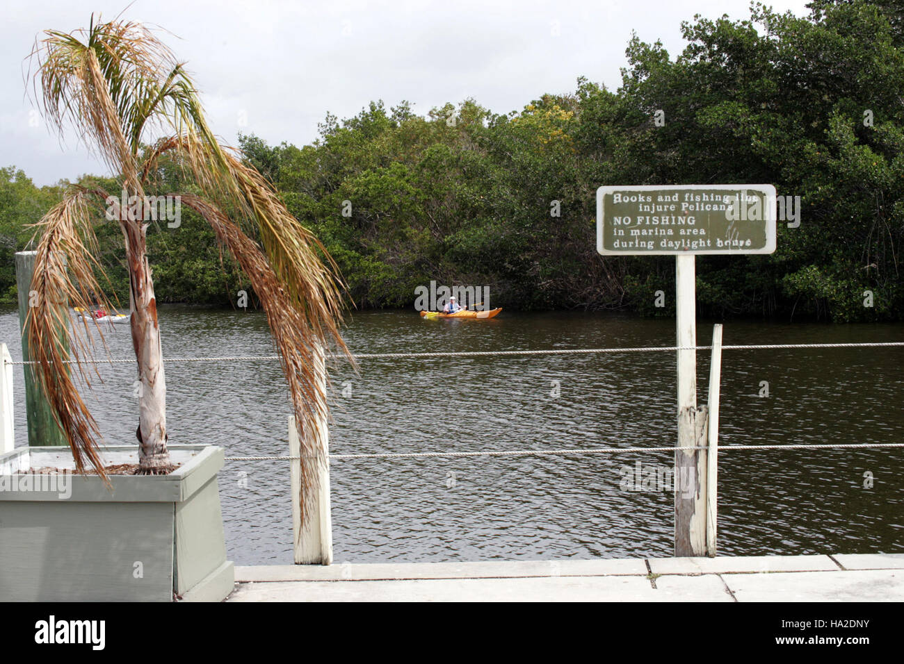 Everglades Flamingo - Inland Waterway Stockfoto