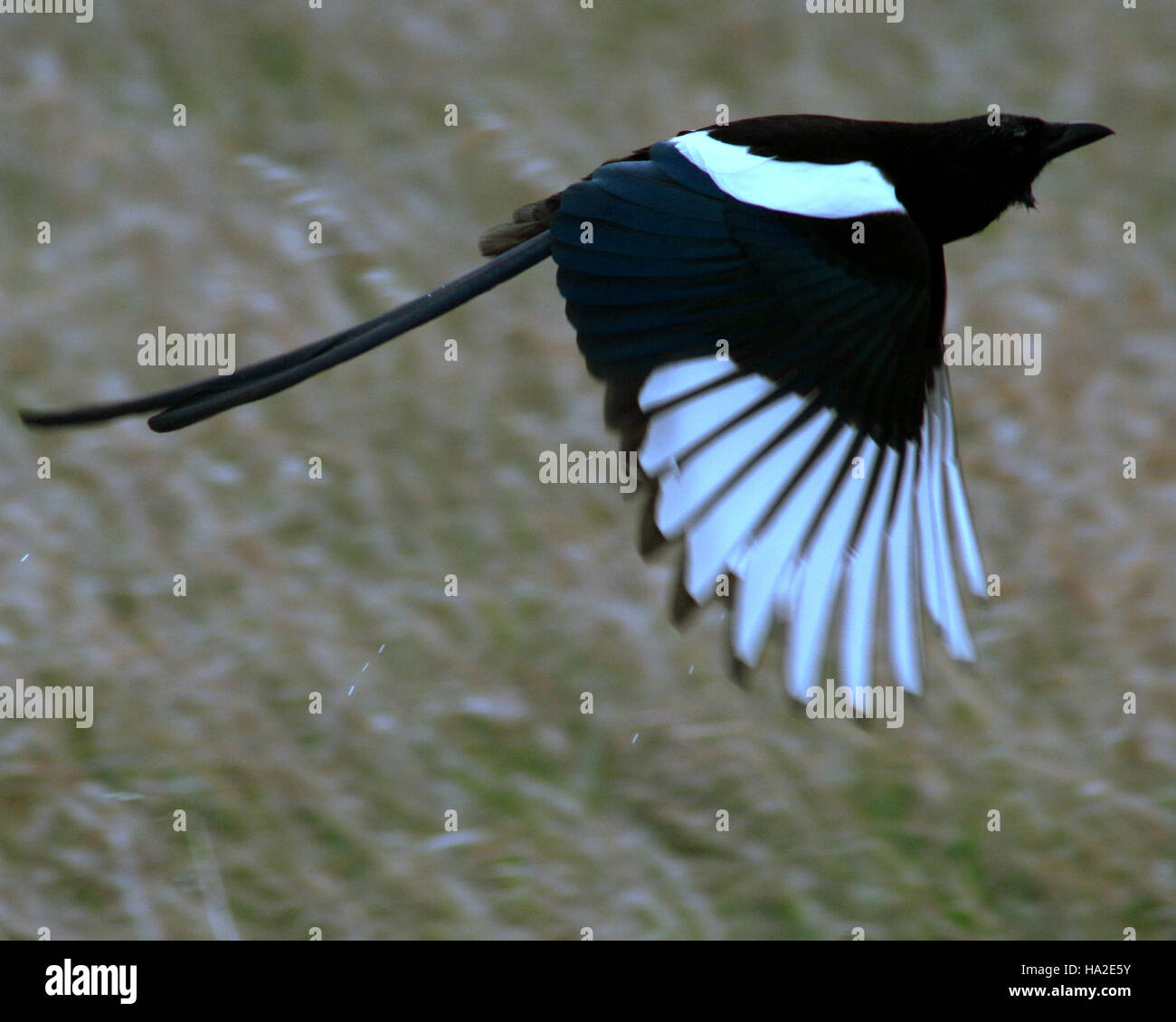 Schwarz-billed Magpie im Flug Stockfoto