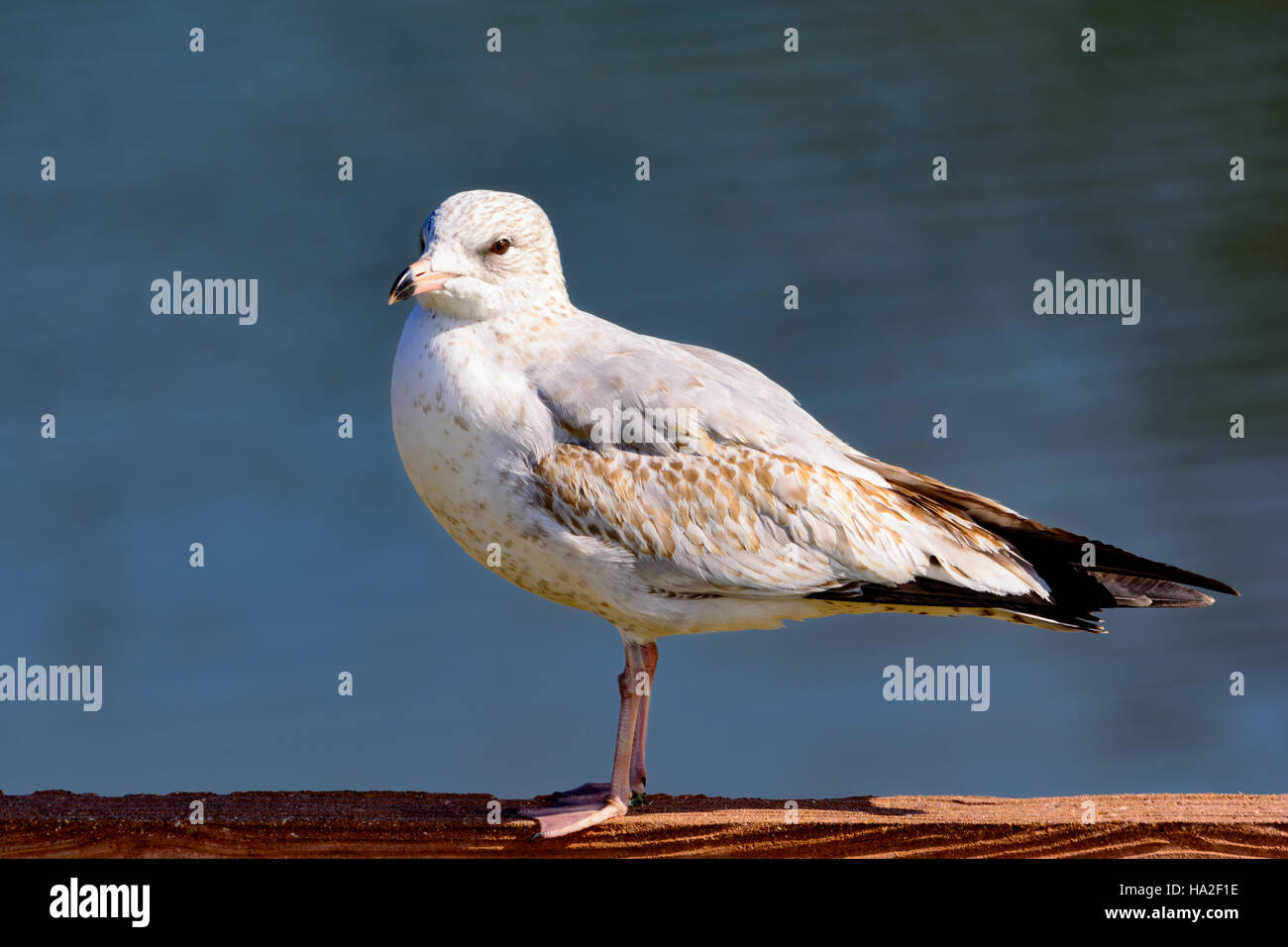 Ring-billed Möwe - Larus Delawarensis - mit Blick übrig auf Zaun mit Blauwasser Hintergrund stehend Stockfoto