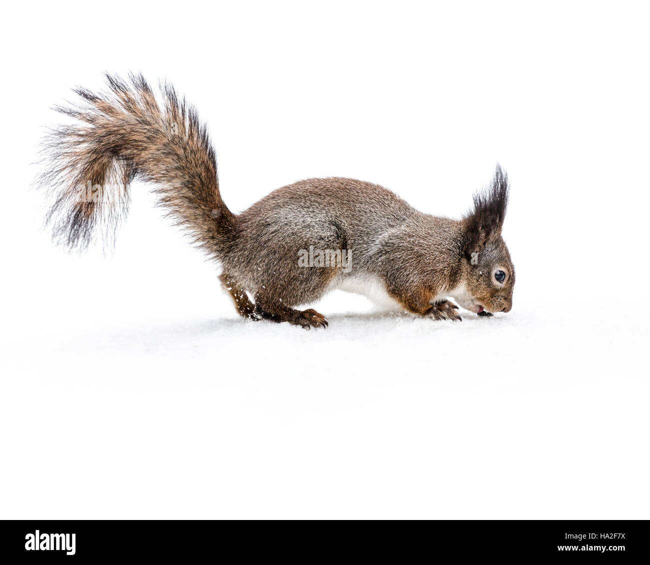 kleines Grauhörnchen flaumige Schwanz auf verschneiten Boden essen Nuss Stockfoto