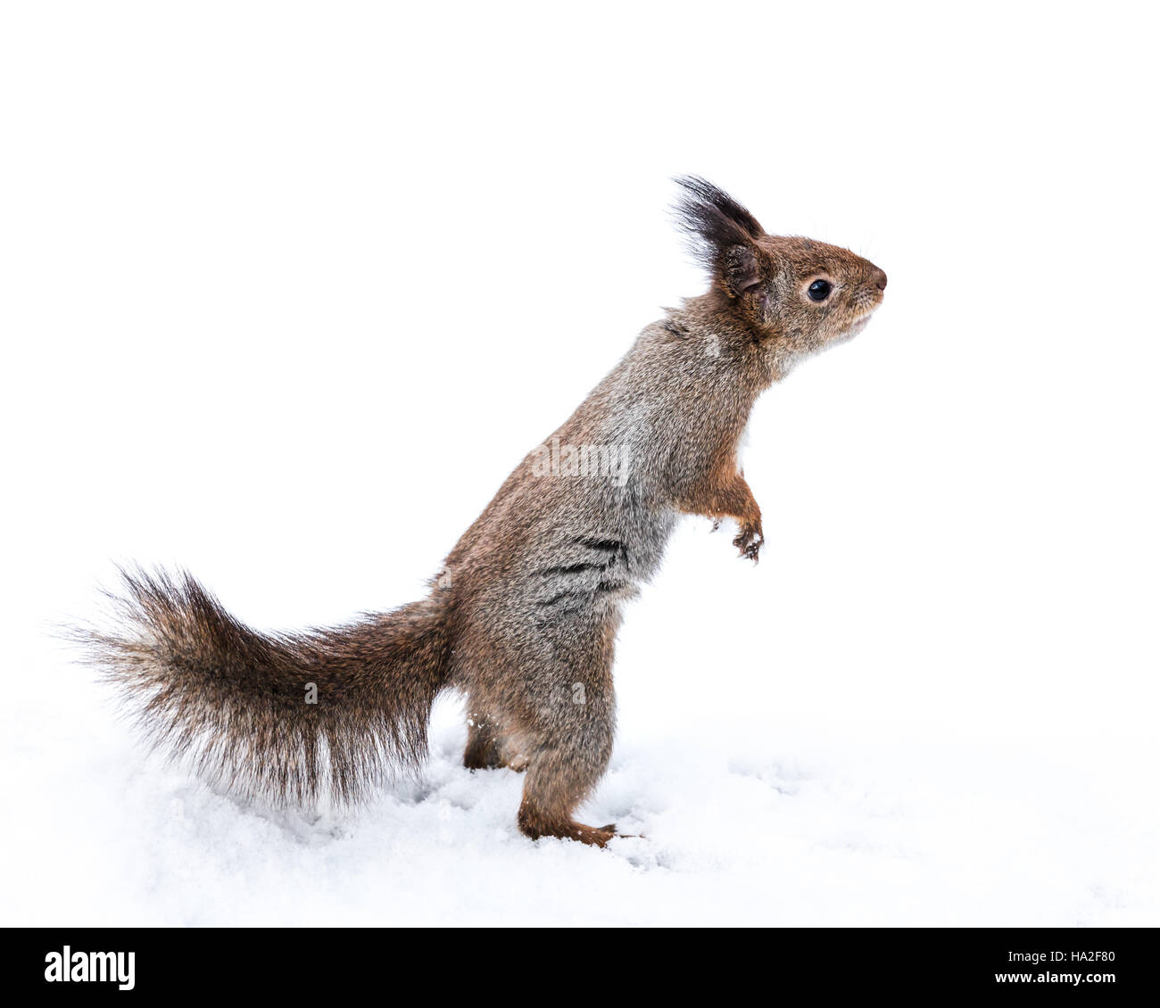 lustiges Eichhörnchen auf Pfoten erreichen für Snack auf verschneiten Hintergrund stehend Stockfoto