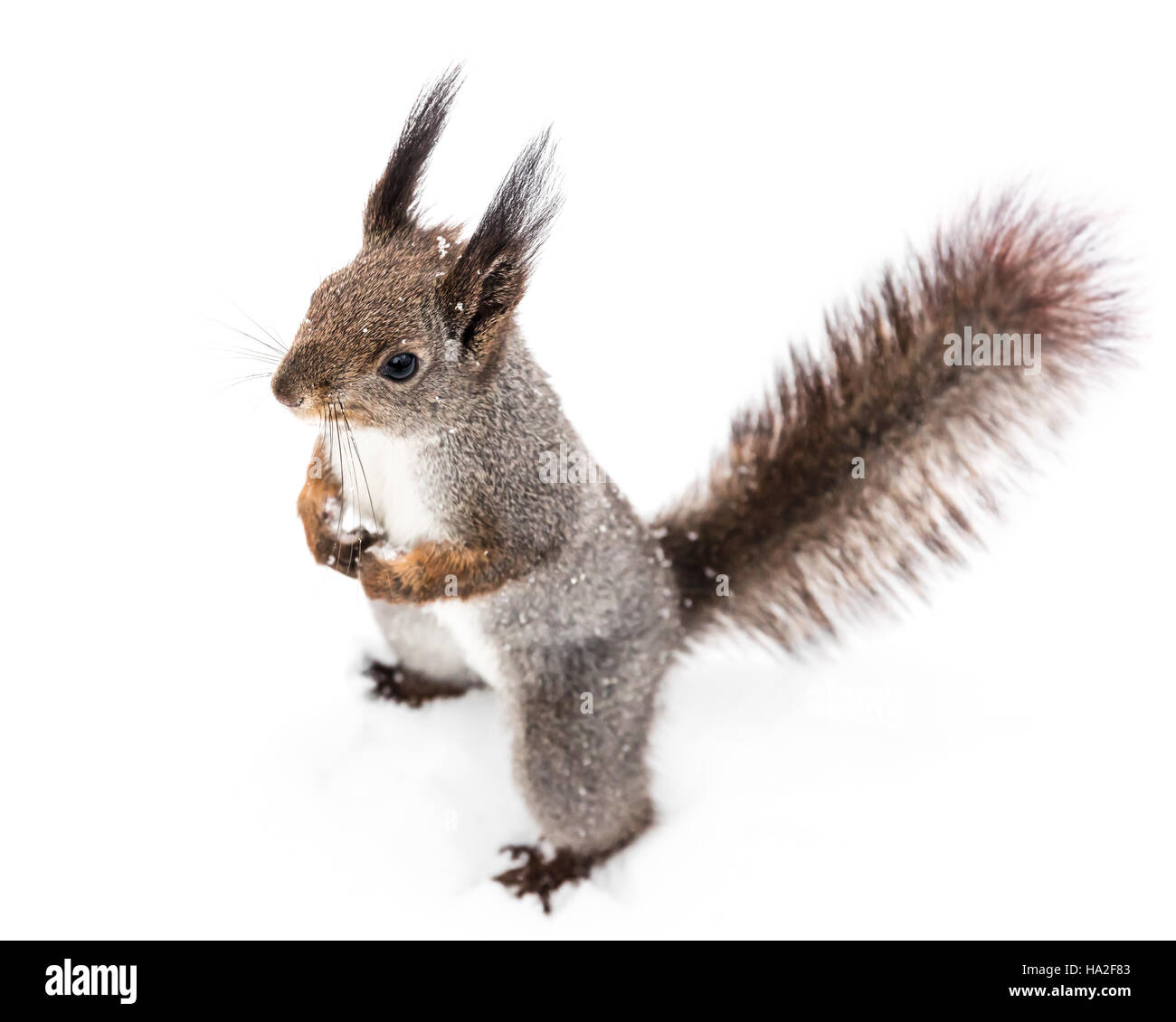 neugierig Grauhörnchen flaumige Schwanz man Entfernung auf weißen Schnee Hintergrund Stockfoto
