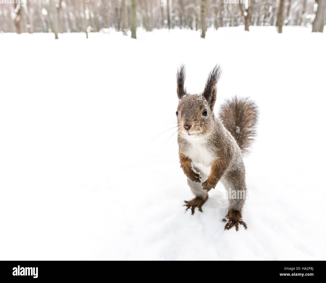 Eichhörnchen Sie auf hinteren Füßen Ich freue mich für etwas zu Essen im Winterwald Stockfoto
