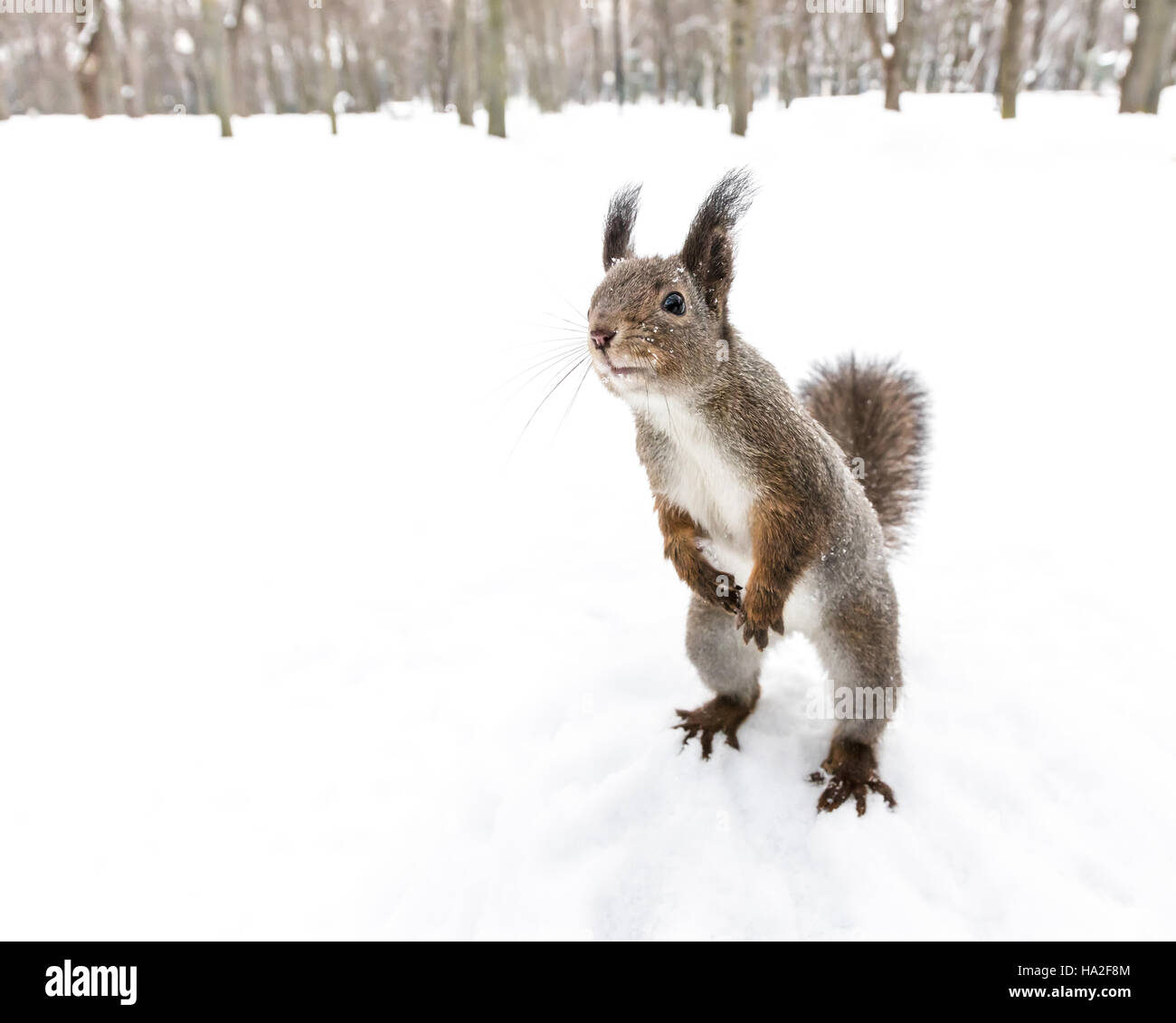 neugierigen Eichhörnchen stehend auf Hinterpfoten auf der Suche nach Snack auf weichem Schnee Hintergrund Stockfoto
