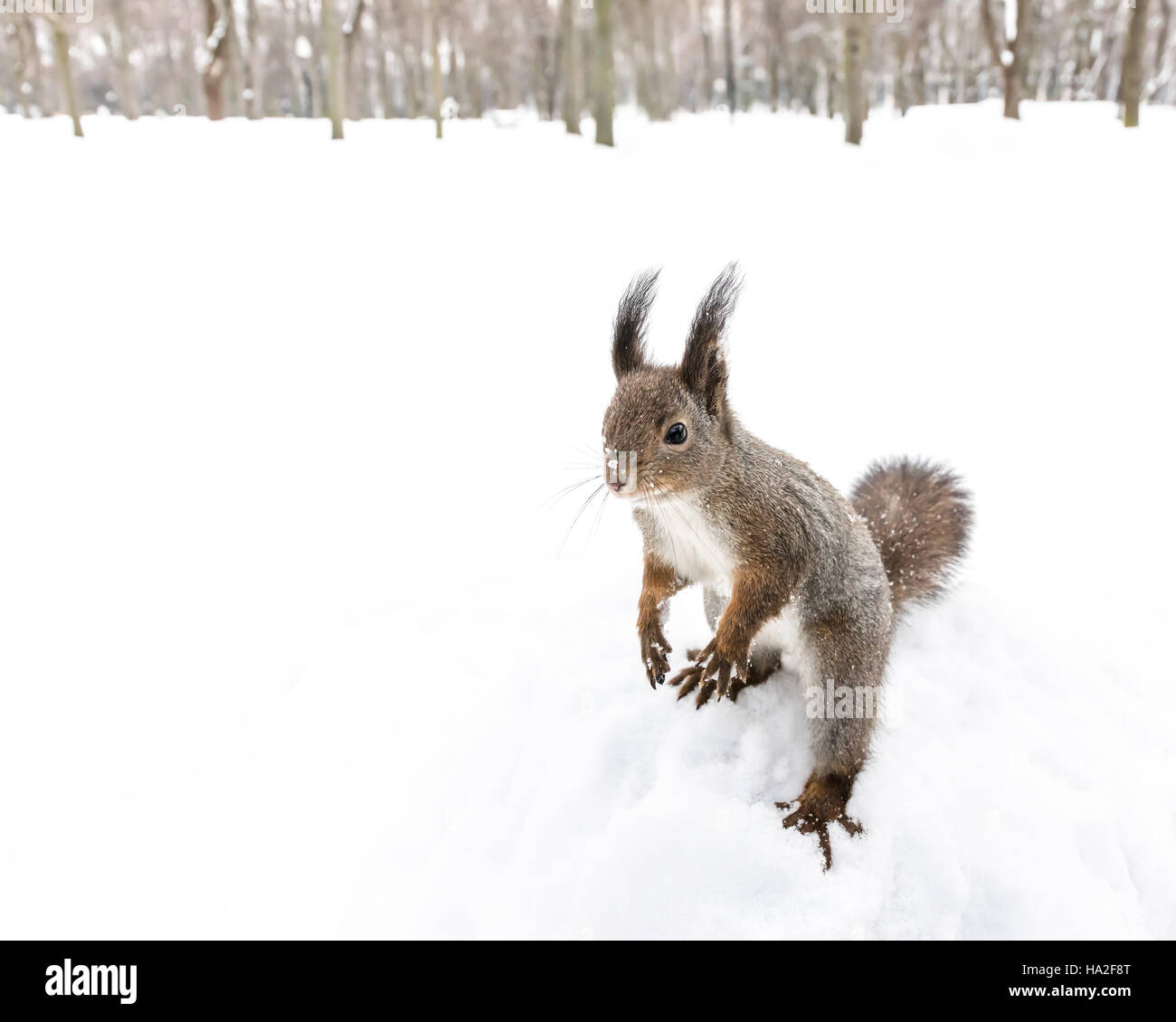 kleines Eichhörnchen stehend auf Hinterpfoten im verschneiten Wald verwechselt Stockfoto