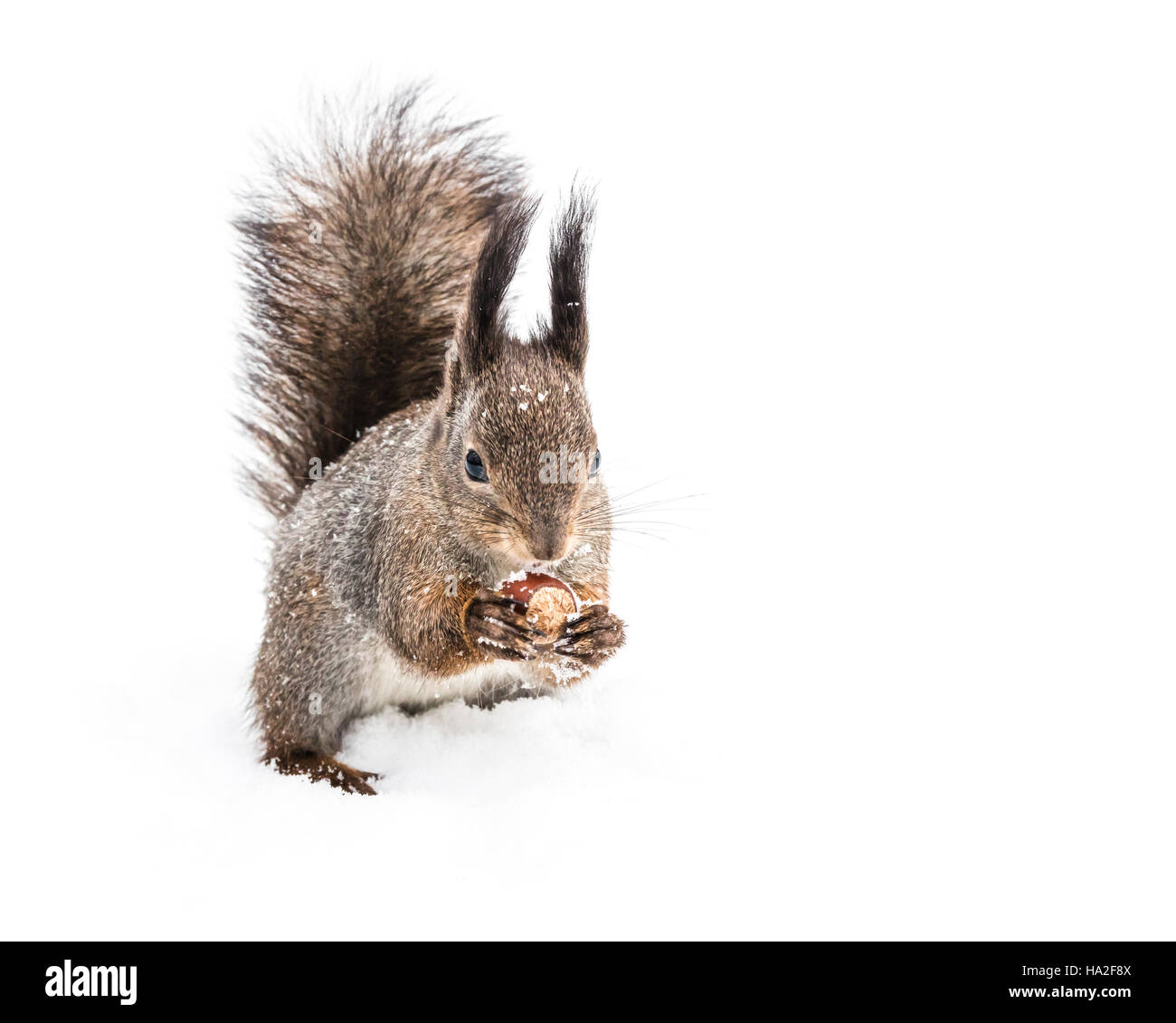 lustige Grauhörnchen sitzen im Schnee knacken der Nuss auf weißen Schnee Hintergrund Stockfoto