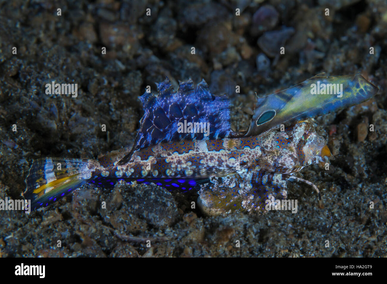 Fingered Dragonet zeigt seine bunten flossen bei der Fütterung auf dunklen sandigen Meeresboden. Stockfoto