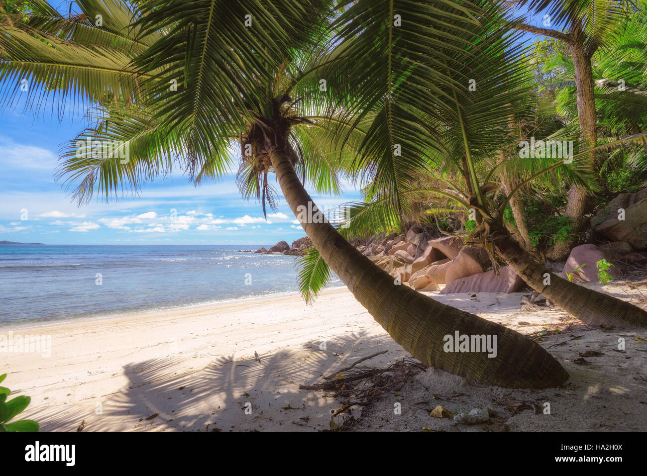 Kokospalme auf tropische Strände auf den Seychellen Stockfoto
