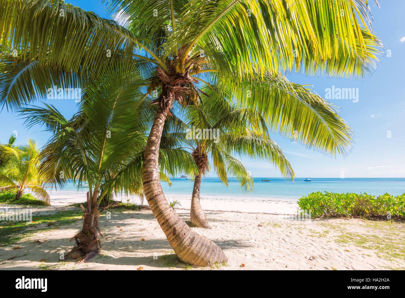Palmen an einem tropischen Strand. Stockfoto