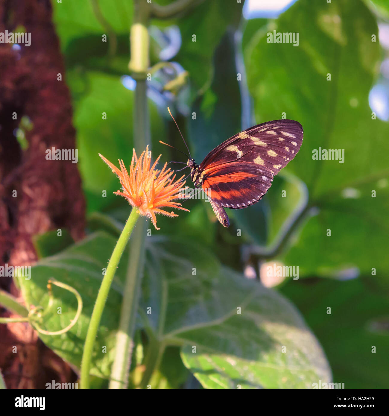 Schmetterling auf Blume Stockfoto