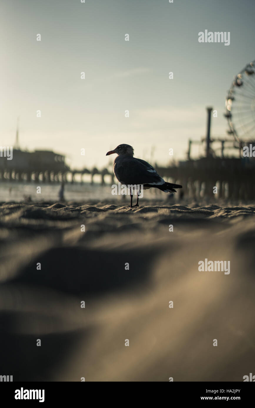 Möwe am Strand, Santa Monica, Kalifornien, USA Stockfoto