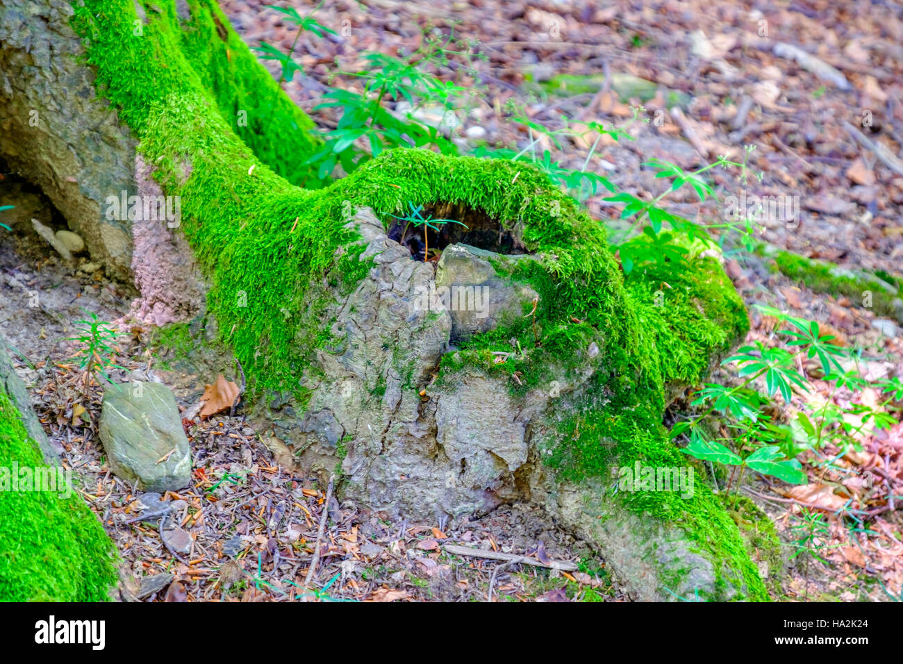 Wald-Detail. Baumstamm. Stockfoto