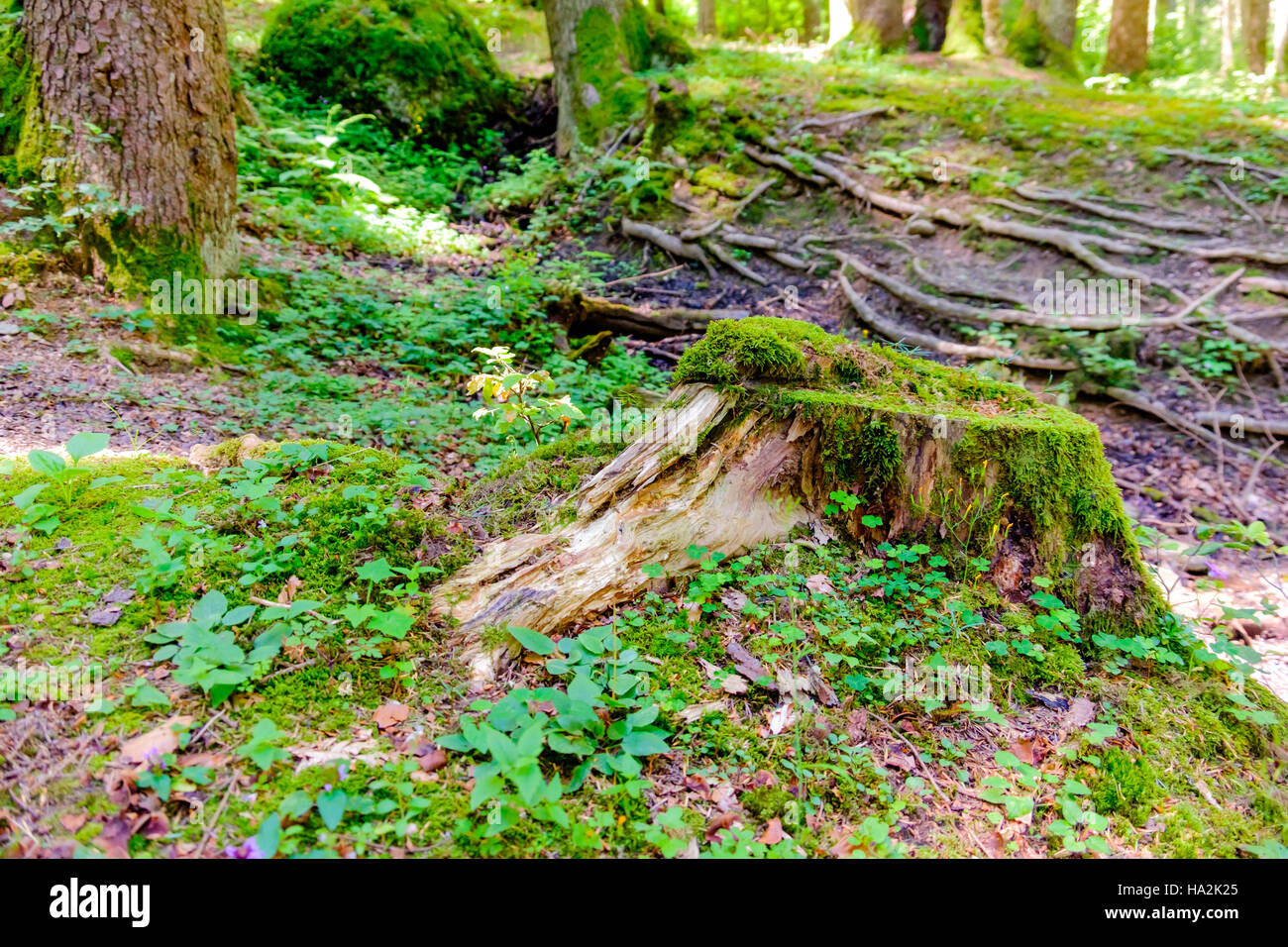 Wald-Detail. Baumstamm. Stockfoto