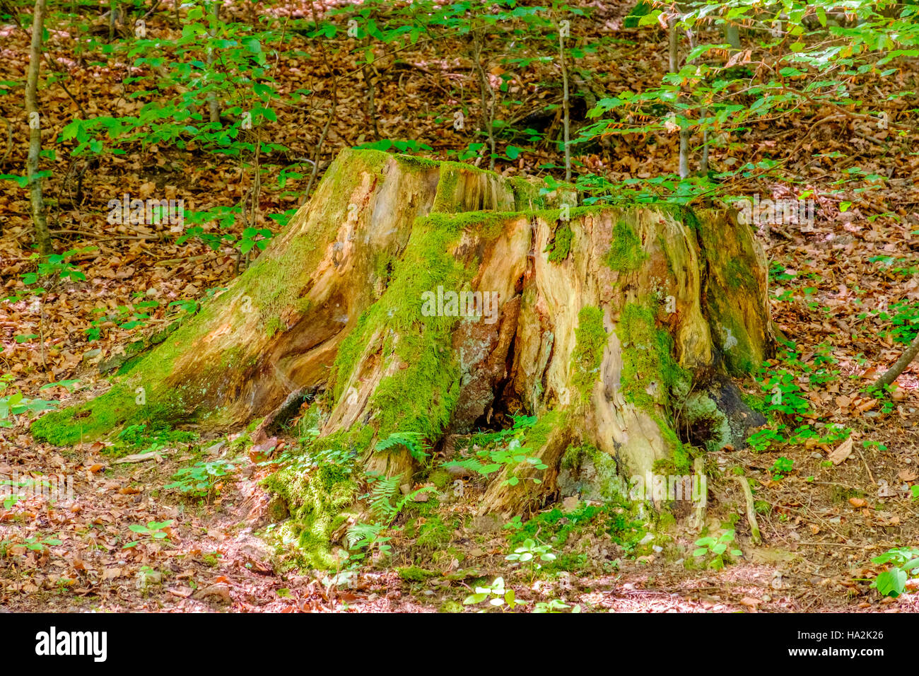 Wald-Detail. Baumstamm. Stockfoto