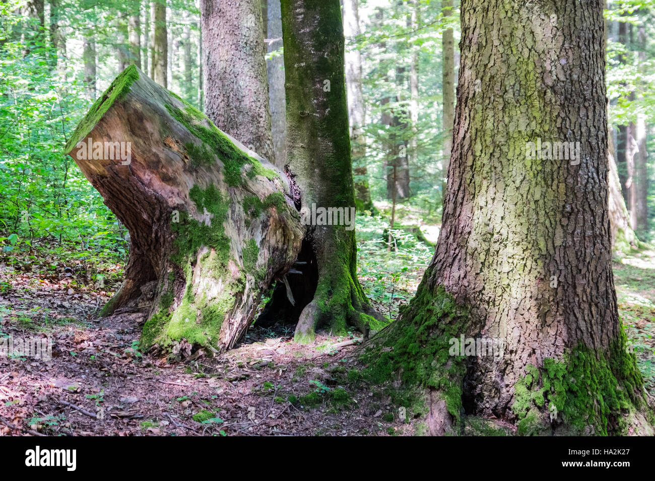 Wald-Detail. Baumstamm. Stockfoto