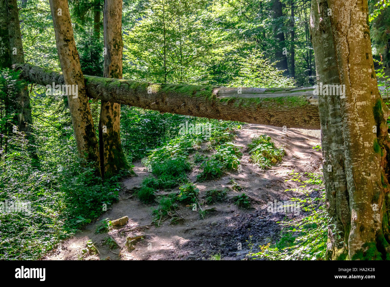 Wald-Detail. Baumstamm. Stockfoto