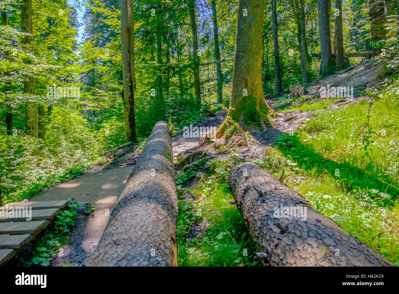 Wald-Detail. Baumstamm. Stockfoto