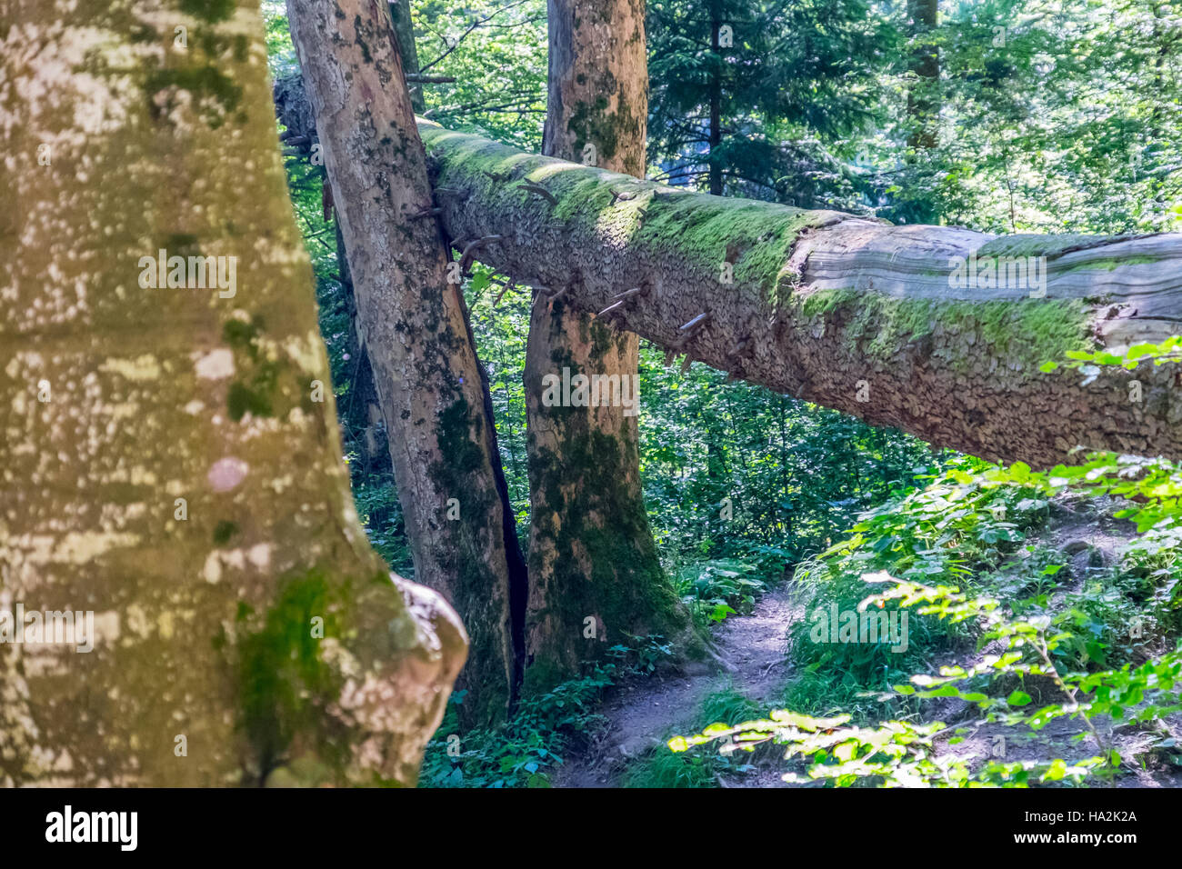 Wald-Detail. Baumstamm. Stockfoto