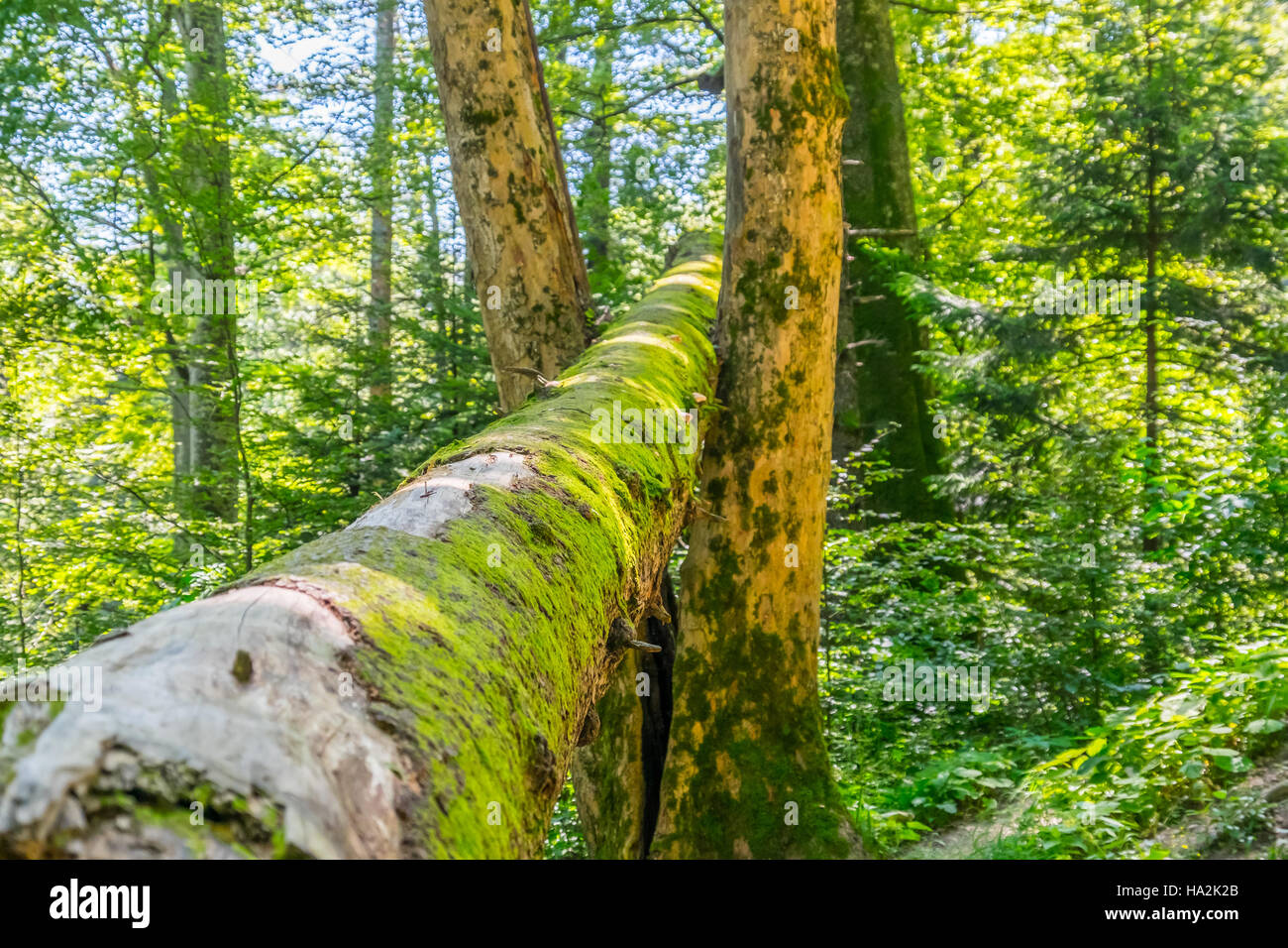 Wald-Detail. Baumstamm. Stockfoto