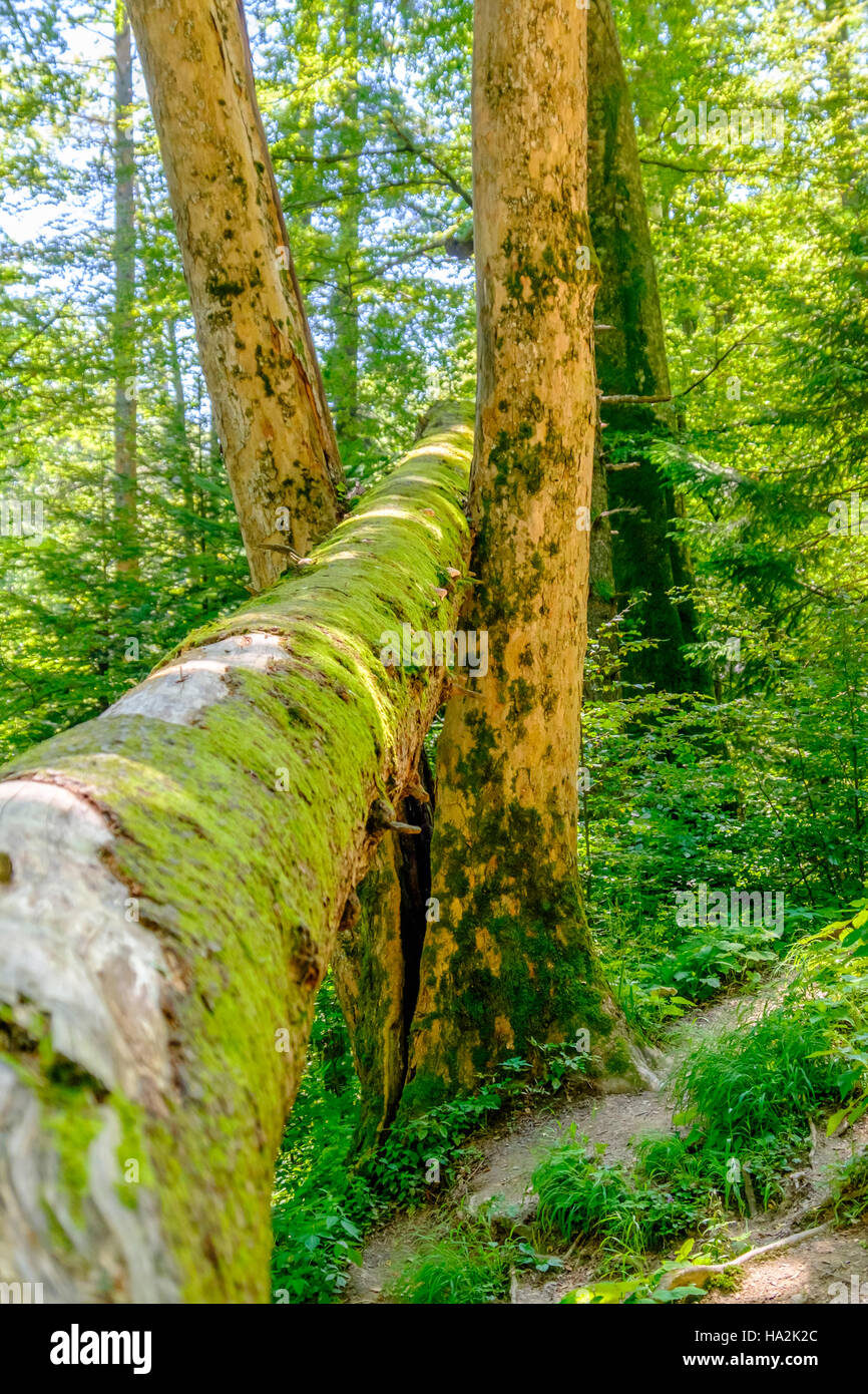 Wald-Detail. Baumstamm. Stockfoto