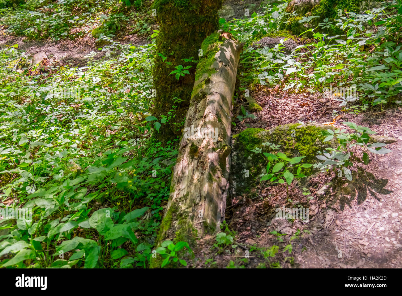Wald-Detail. Baumstamm. Stockfoto