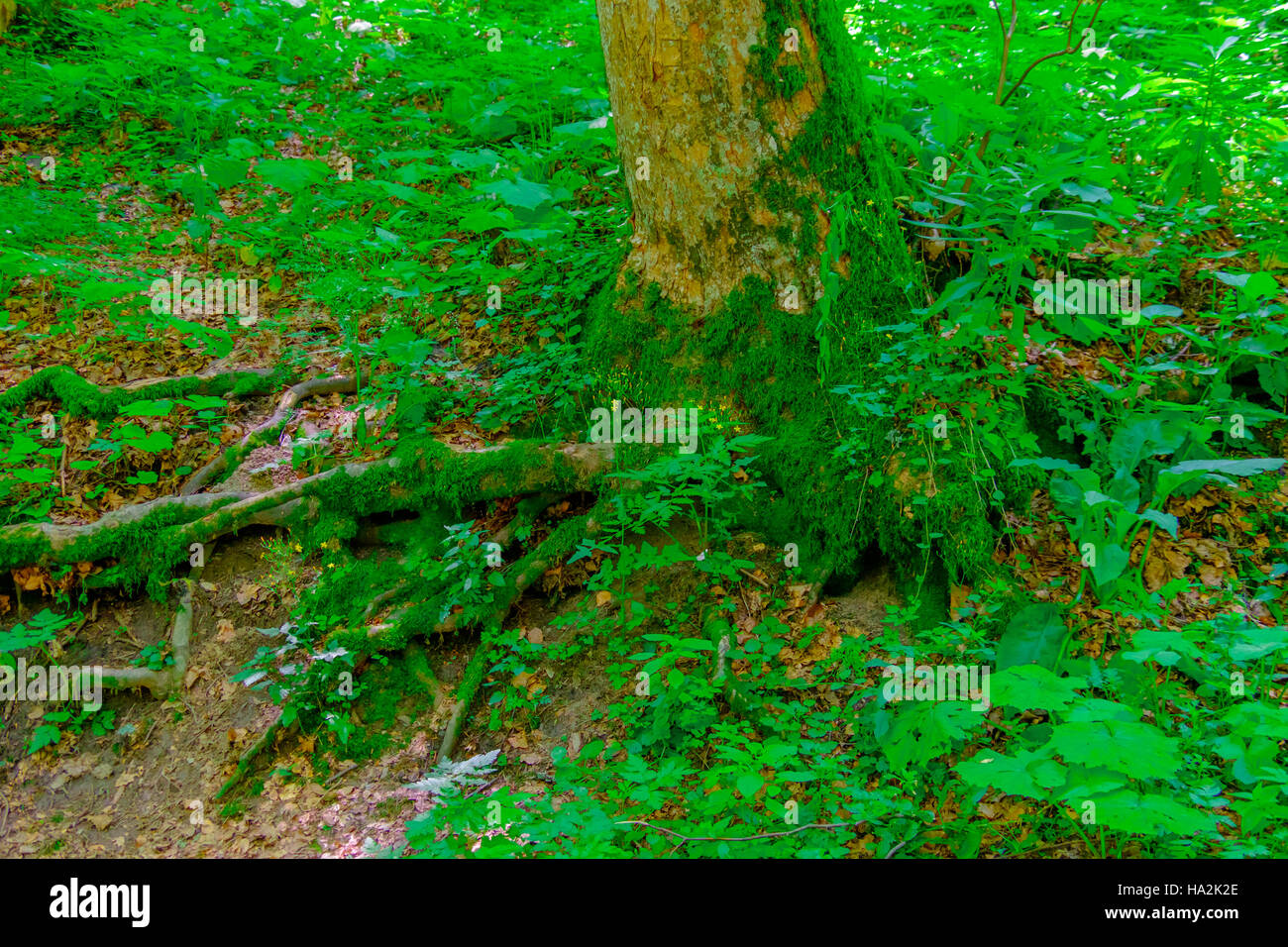 Wald-Detail. Baumstamm. Stockfoto