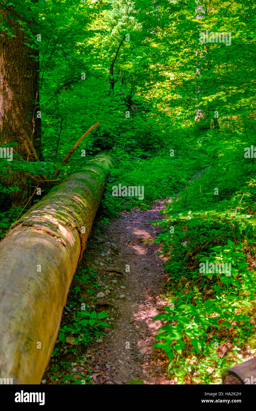 Wald-Detail. Baumstamm. Stockfoto