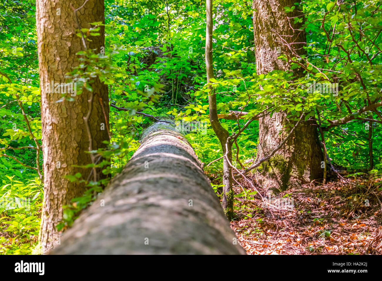 Wald-Detail. Baumstamm. Stockfoto