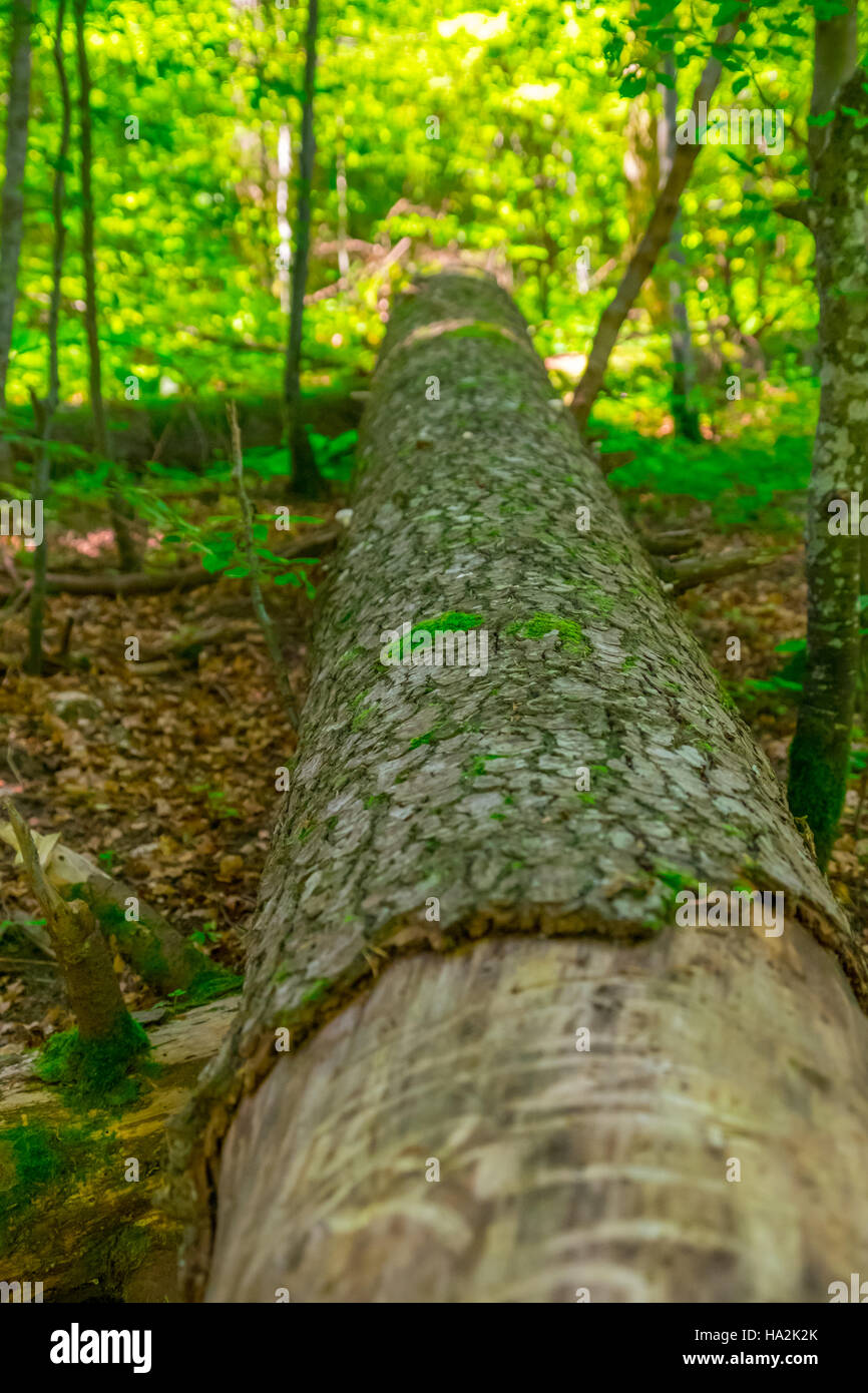 Wald-Detail. Baumstamm. Stockfoto