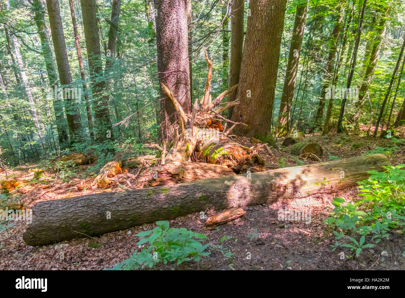 Wald-Detail. Baumstamm. Stockfoto