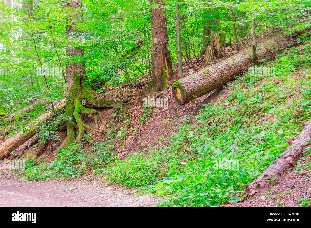 Wald-Detail. Baumstamm. Stockfoto