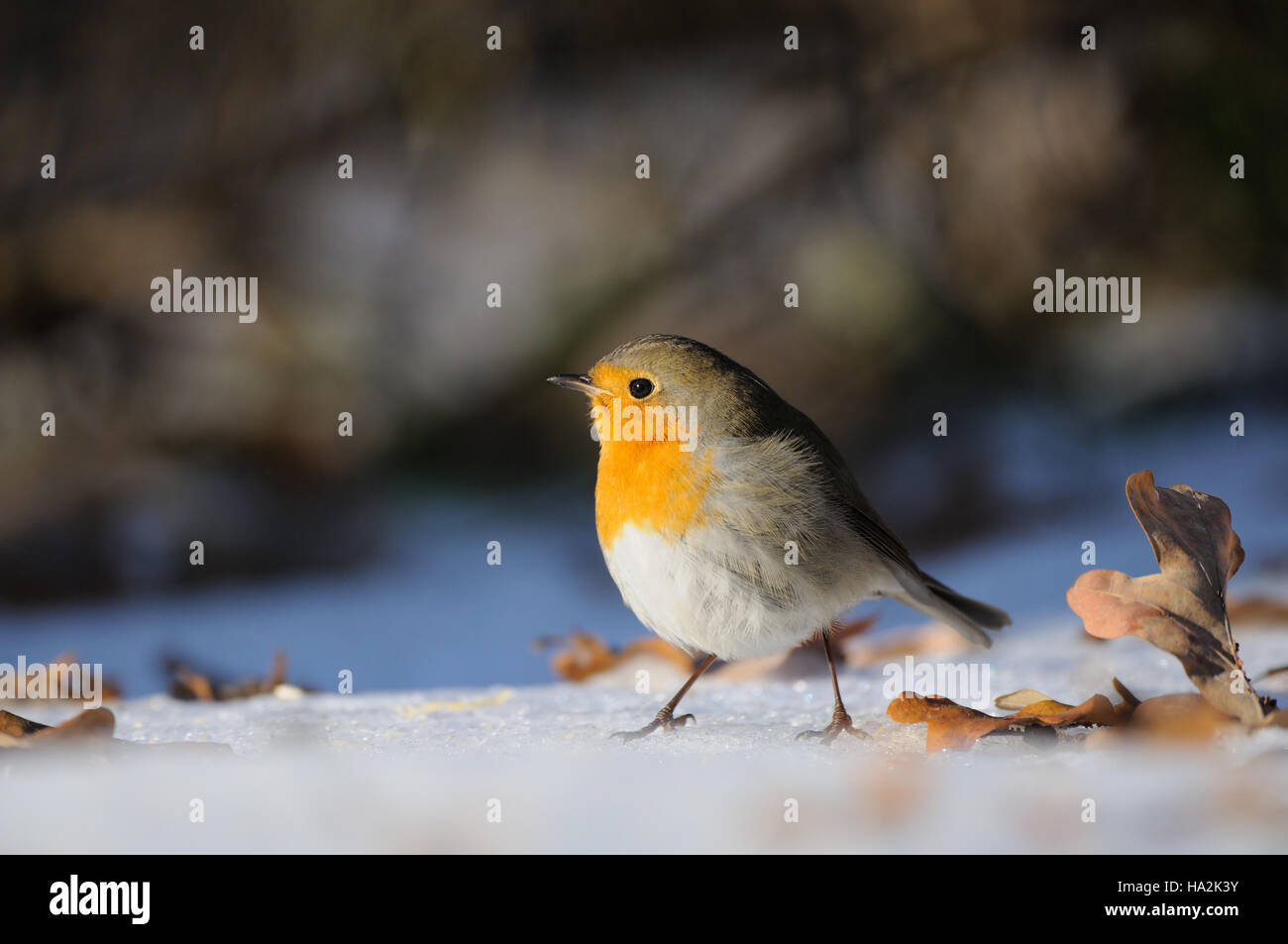 Rotkehlchen (Erithacus Rubecula) überwintern im Stadtpark. Moskau, Russland Stockfoto