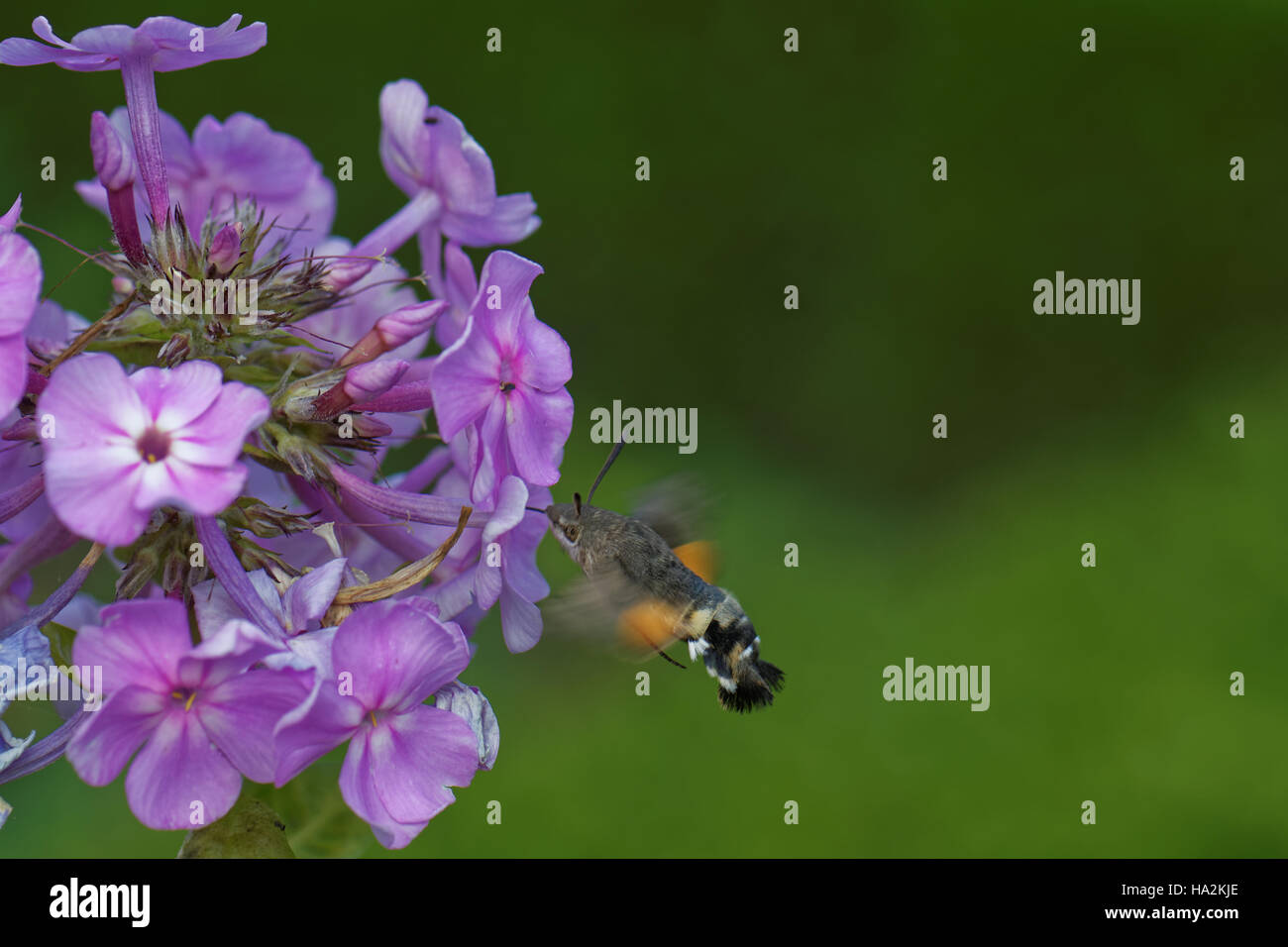 Biene, die Landung auf einer Blume, Oldersum, Deutschland Stockfoto