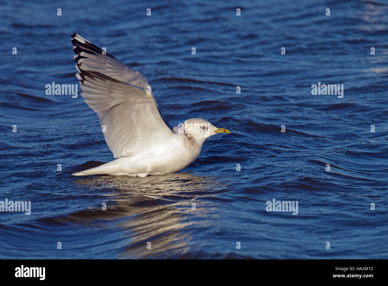 Gemeinsamen Gull Larus Canus im Flug über den Küsten Creek Winter Norfolk Stockfoto