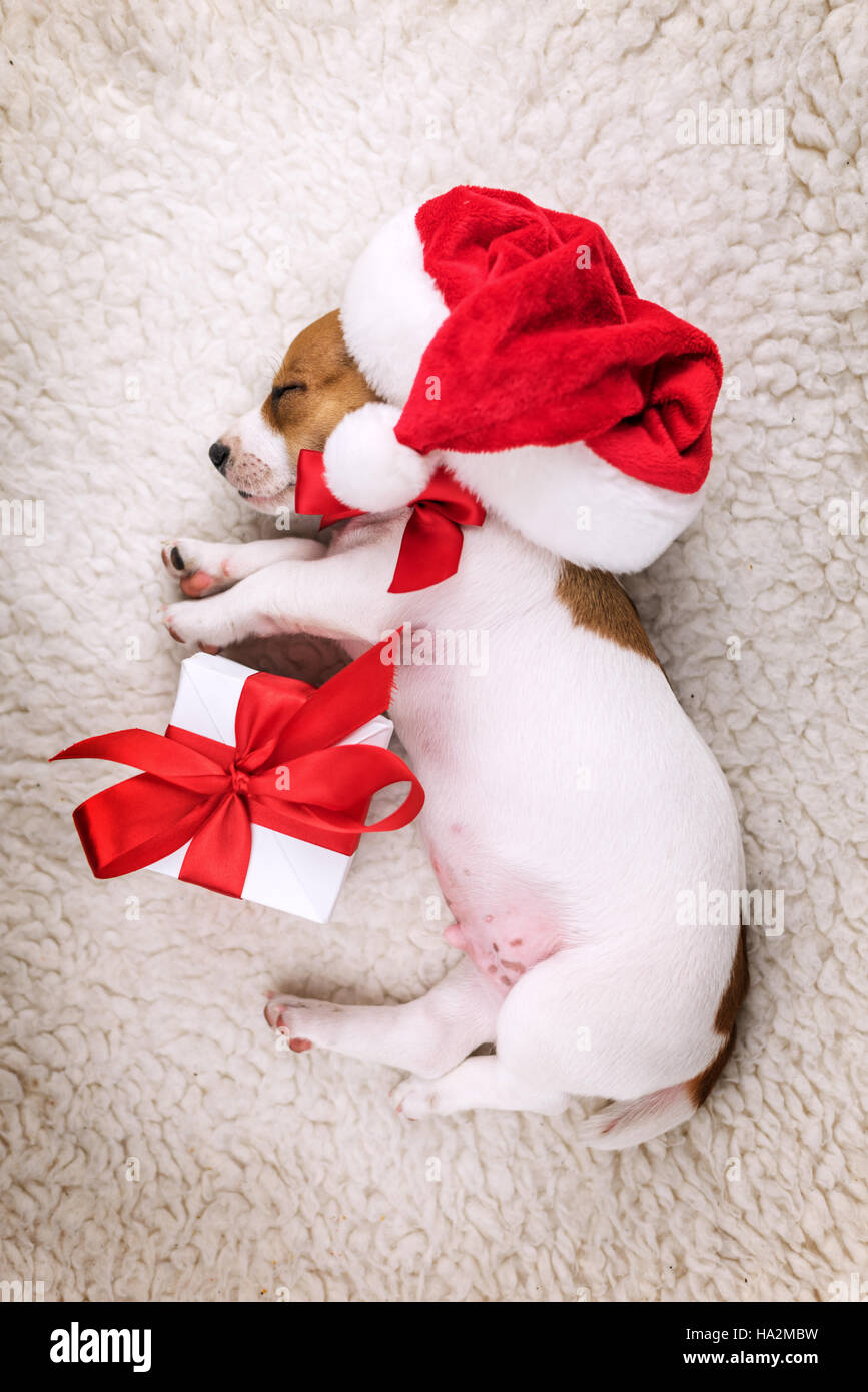 Jack Russel Welpen mit rotem Band Stockfoto