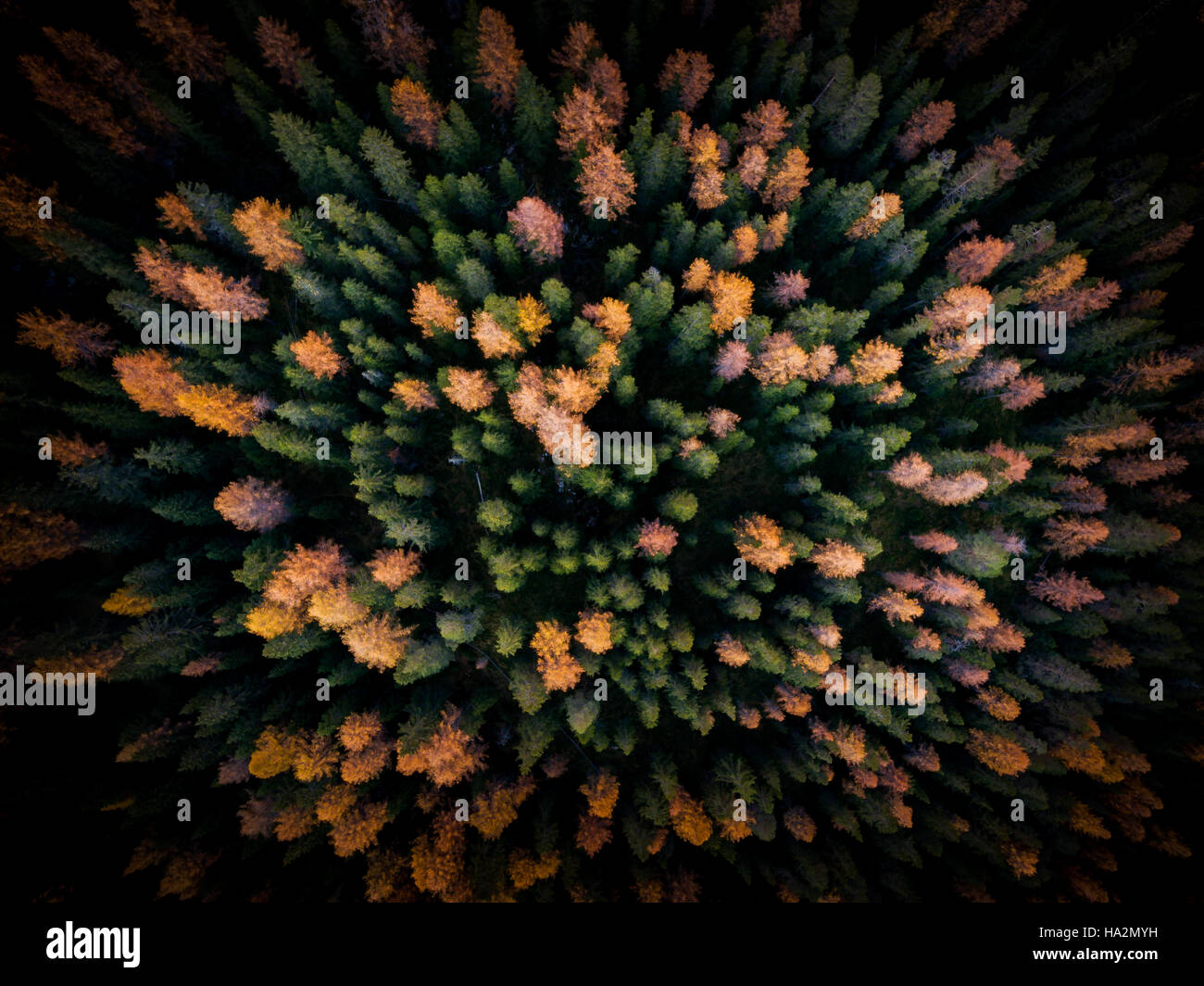 Luftaufnahme des herbstlichen Wald, Pustertal, Südtirol, Italien Stockfoto