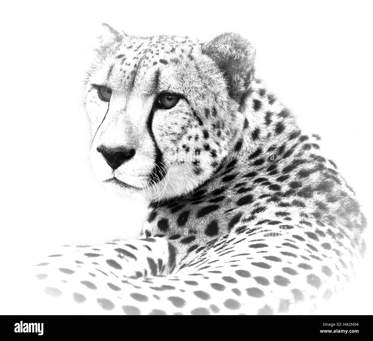 Porträt eines Geparden, Mpumalanga, Südafrika Stockfoto