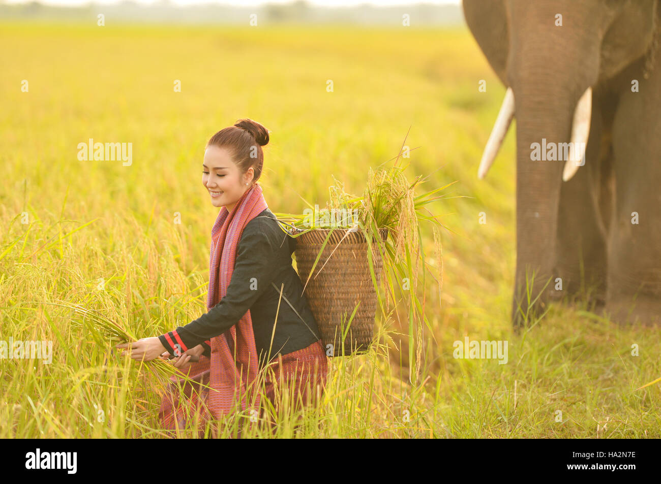 Frau, die Ernte Ernte mit Elefanten, Thailand Stockfoto