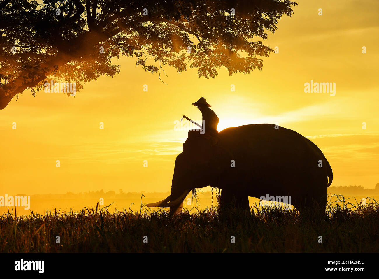 Mahout Mann auf einem Elefanten bei Sonnenaufgang, Surin, Thailand Stockfoto